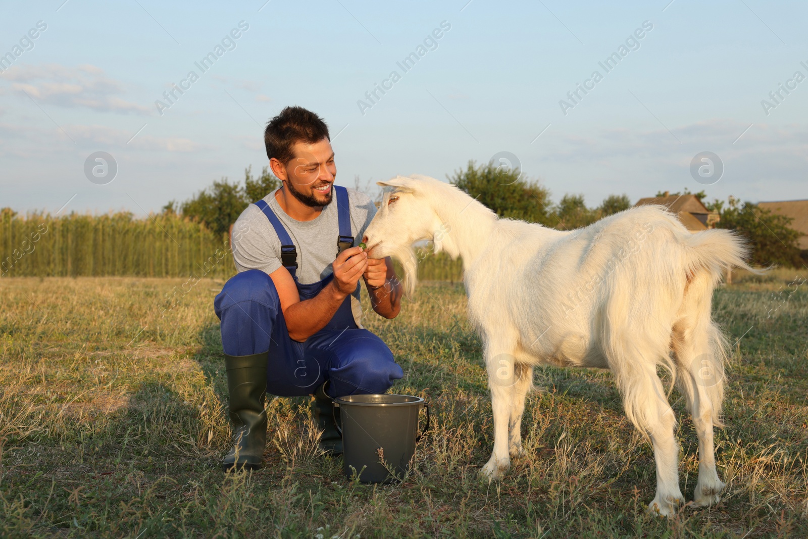 Photo of Man feeding goat at farm. Animal husbandry