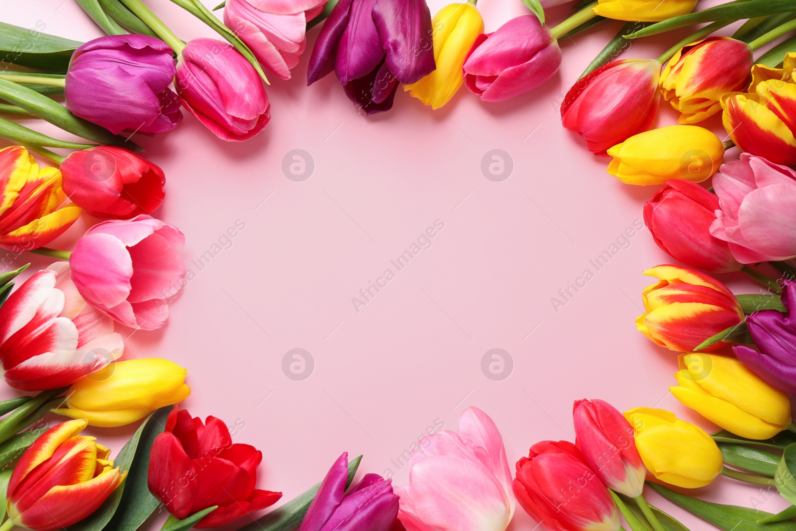 Photo of Frame made with beautiful spring tulips on pink background, top view. Space for text