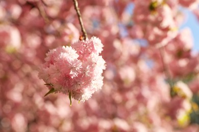 Beautiful blossoming sakura tree with pink flowers outdoors, space for text. Spring season