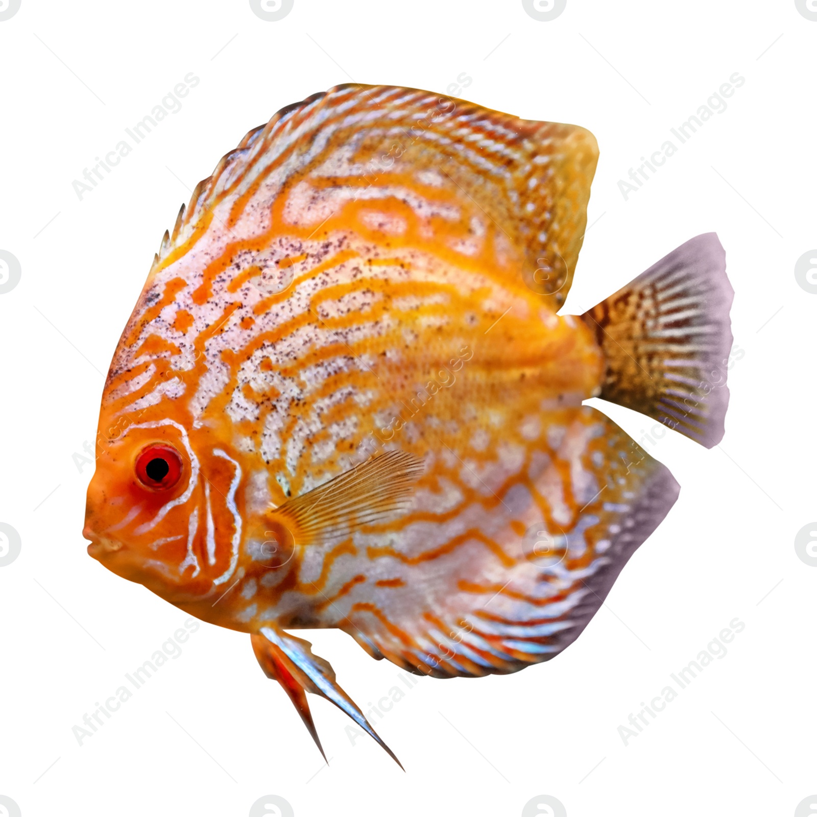 Image of Beautiful bright discus fish on white background