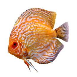 Beautiful bright discus fish on white background