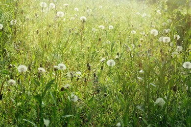 Photo of Many fluffy dandelions growing in green grass outdoors