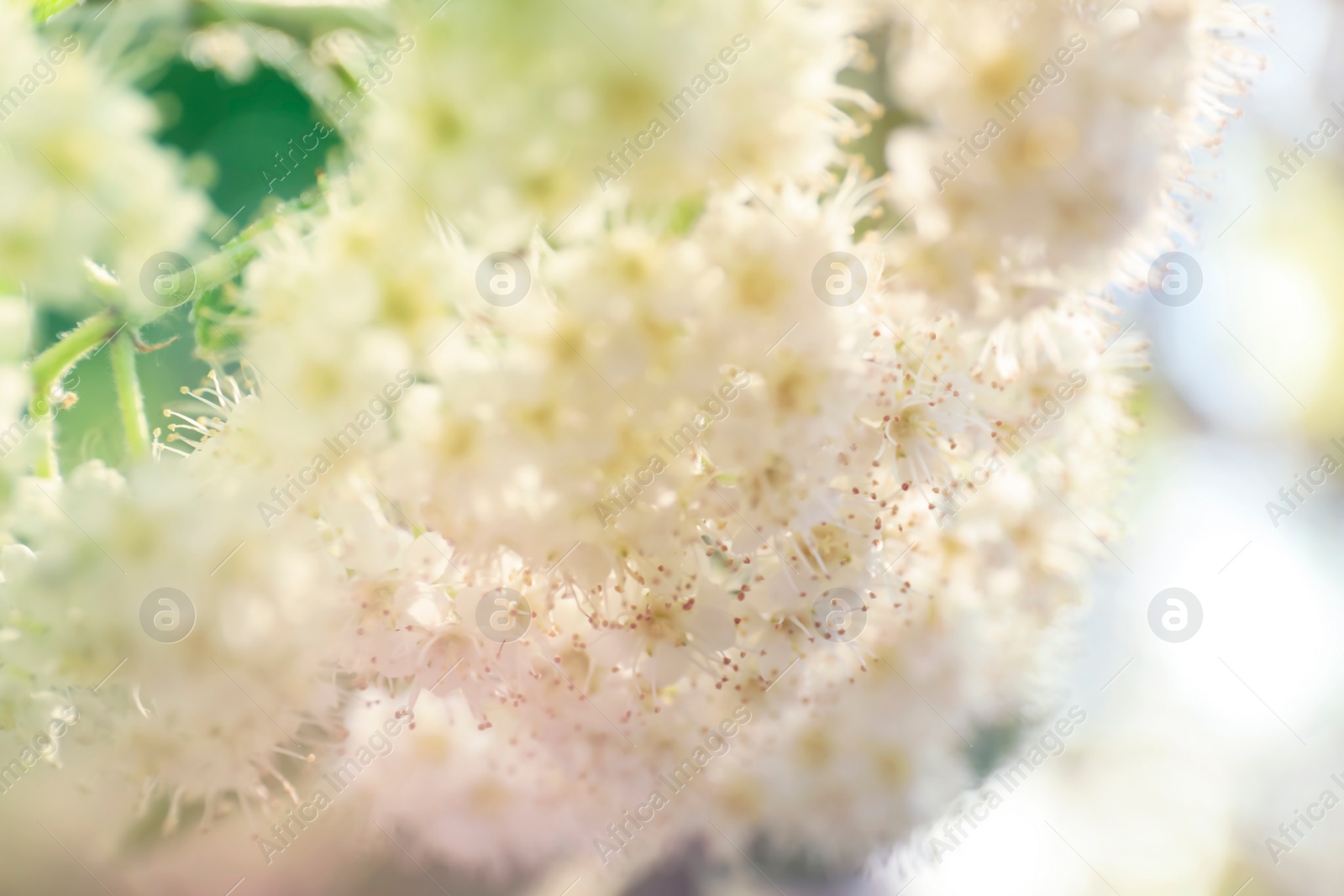 Photo of Closeup view of beautiful blossoming bush outdoors on sunny spring day