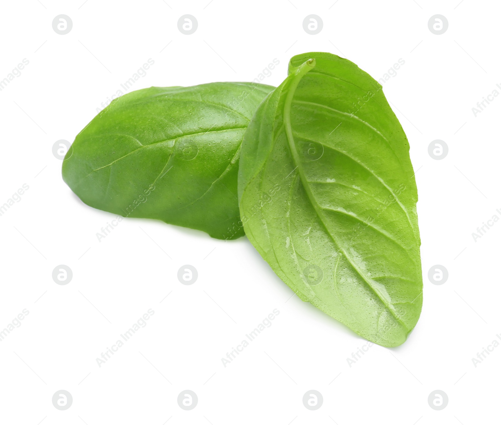 Photo of Fresh green basil leaves on white background