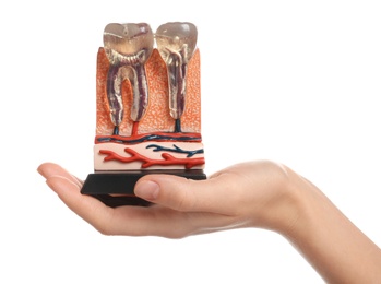 Photo of Woman holding educational model of jaw section with teeth on white background