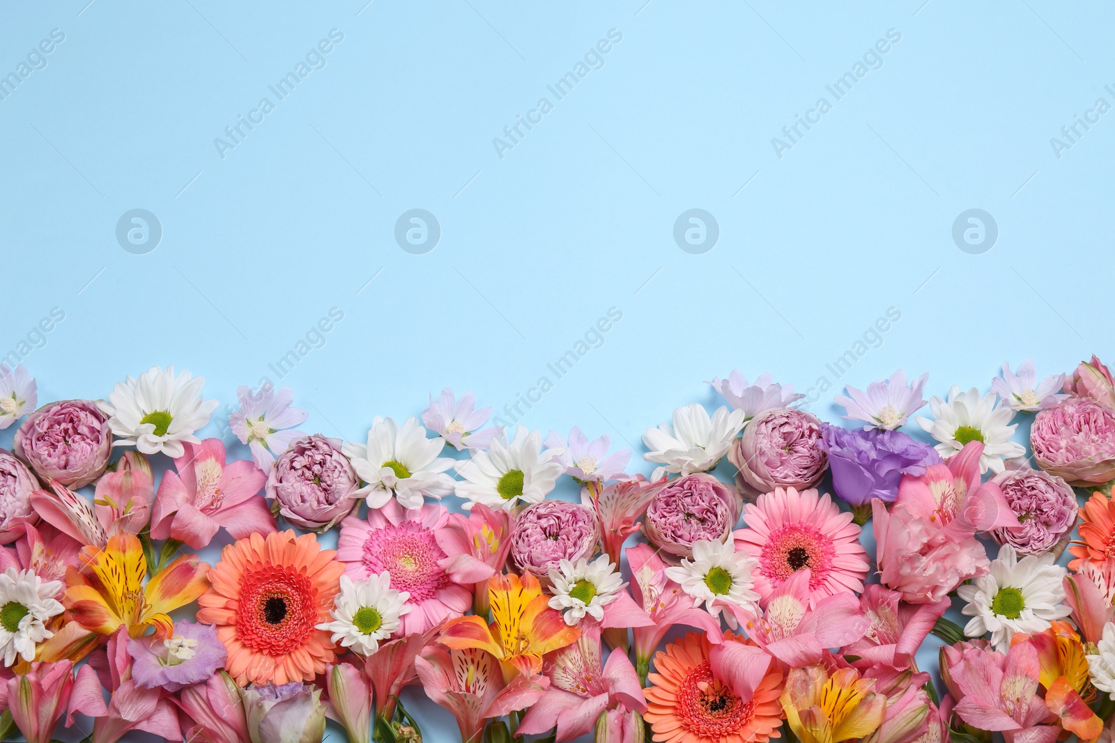 Photo of Flat lay composition with different beautiful flowers on light blue background, space for text