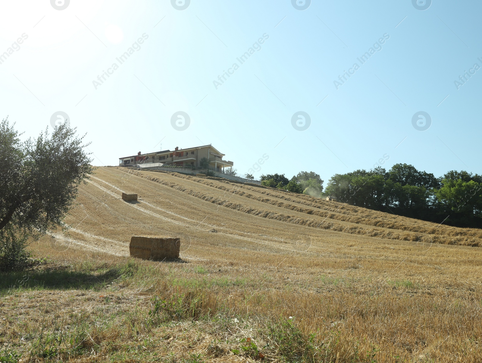 Photo of Hay bales outdoors on sunny day. Agricultural industry