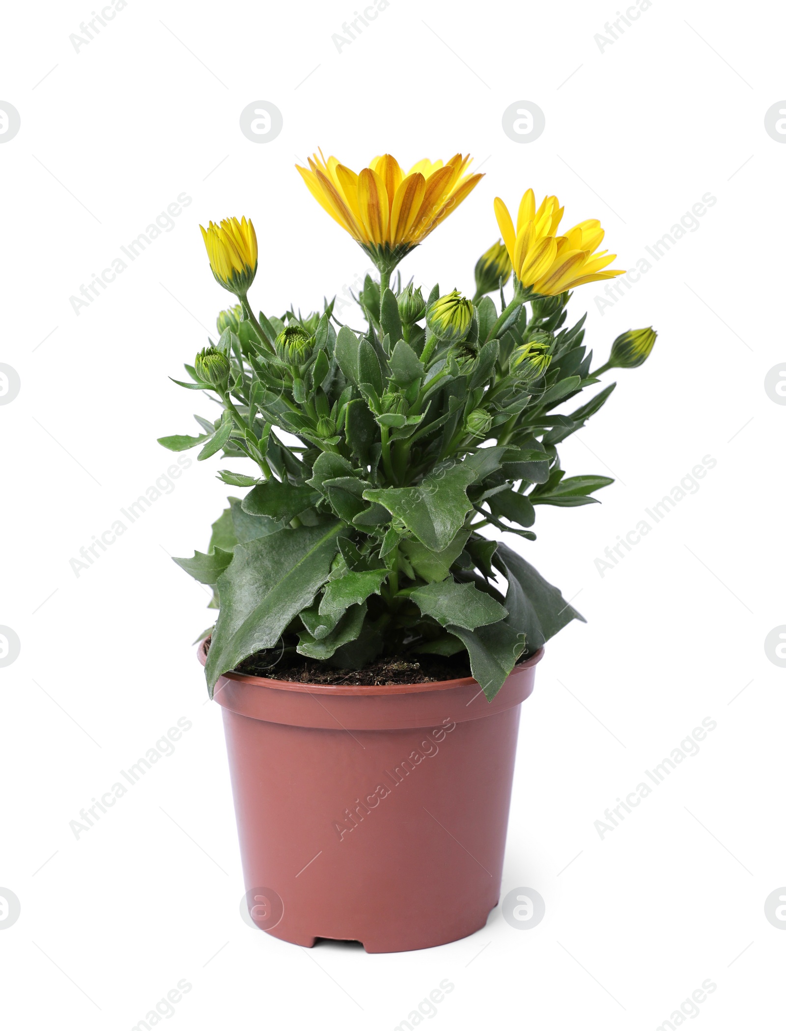 Photo of Beautiful blooming yellow flower in pot isolated on white
