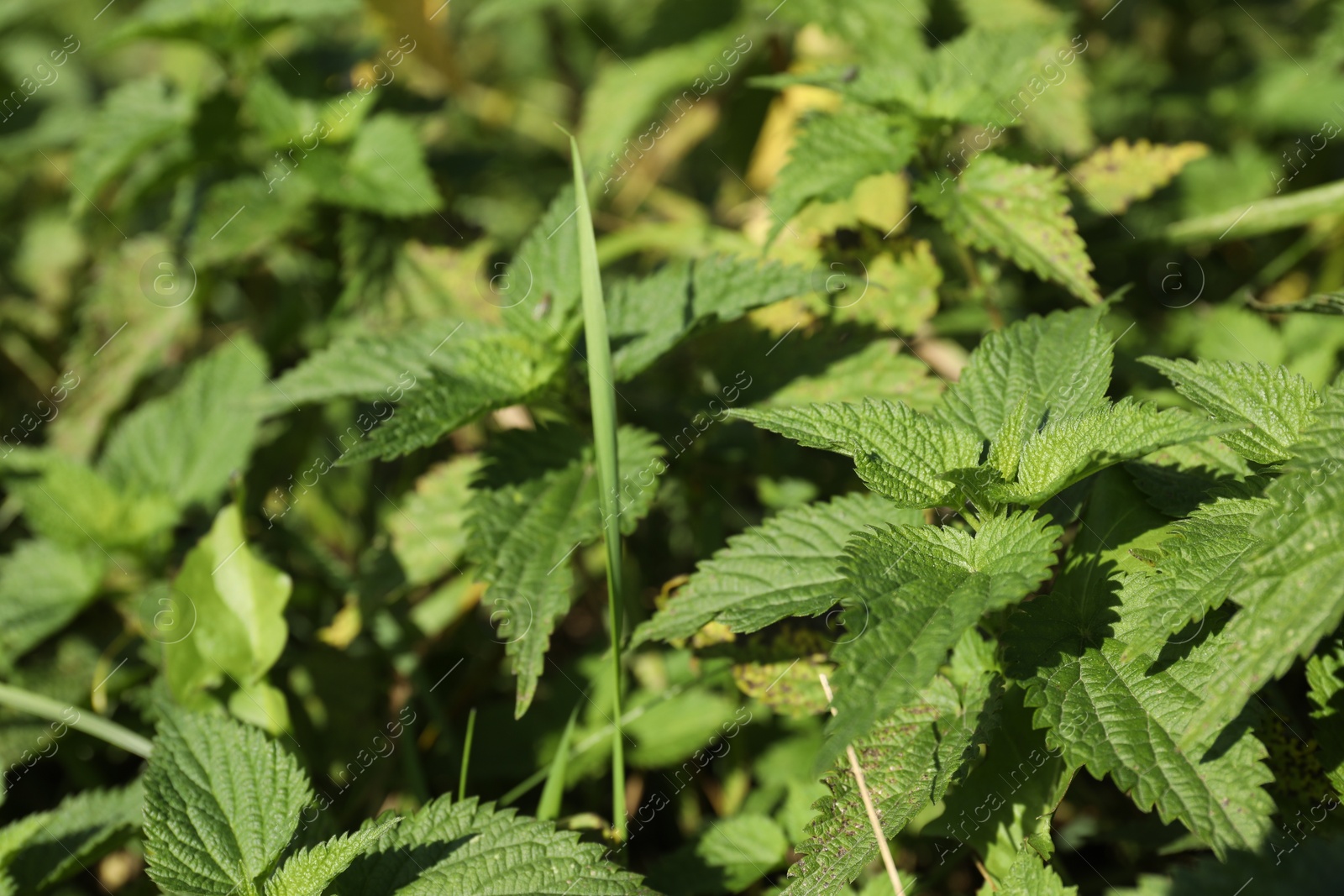 Photo of Stinging nettle plant with green leaves growing outdoors