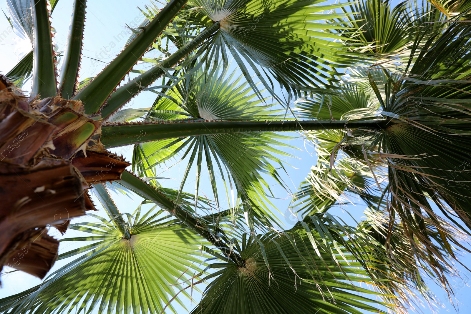 Photo of Beautiful view of palm branches on sunny summer day