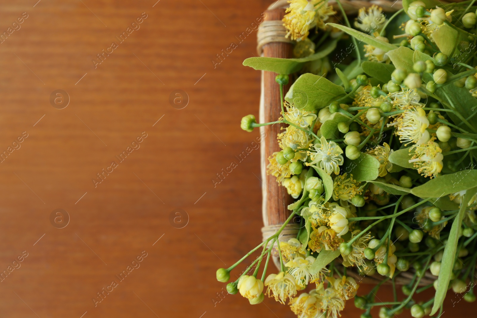 Photo of Beautiful linden blossoms and green leaves in wicker basket on wooden table, top view. Space for text