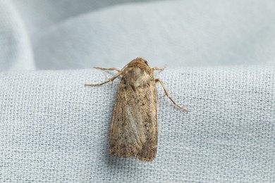 Photo of Paradrina clavipalpis moth with pale mottled wings on white cloth