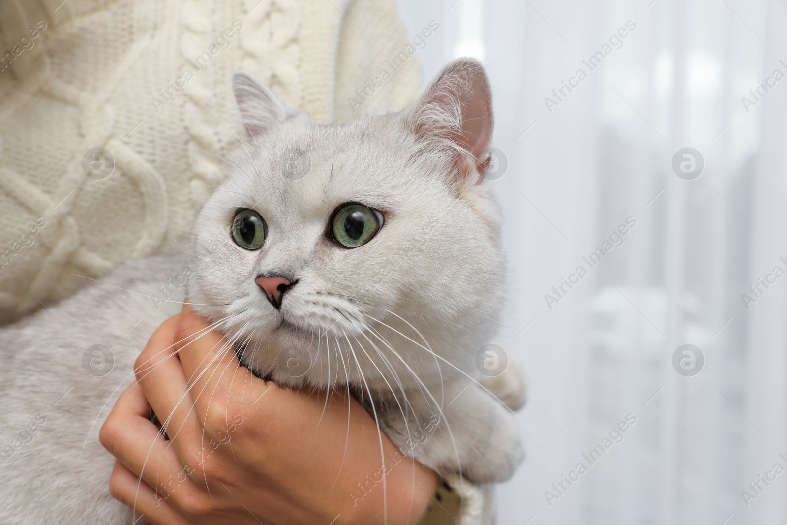 Photo of Adorable white British Shorthair cat with his owner indoors, closeup. Cute pet