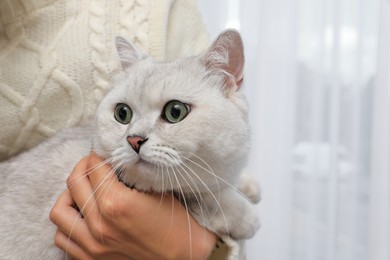 Adorable white British Shorthair cat with his owner indoors, closeup. Cute pet