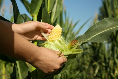 Woman with corn cob in field, closeup
