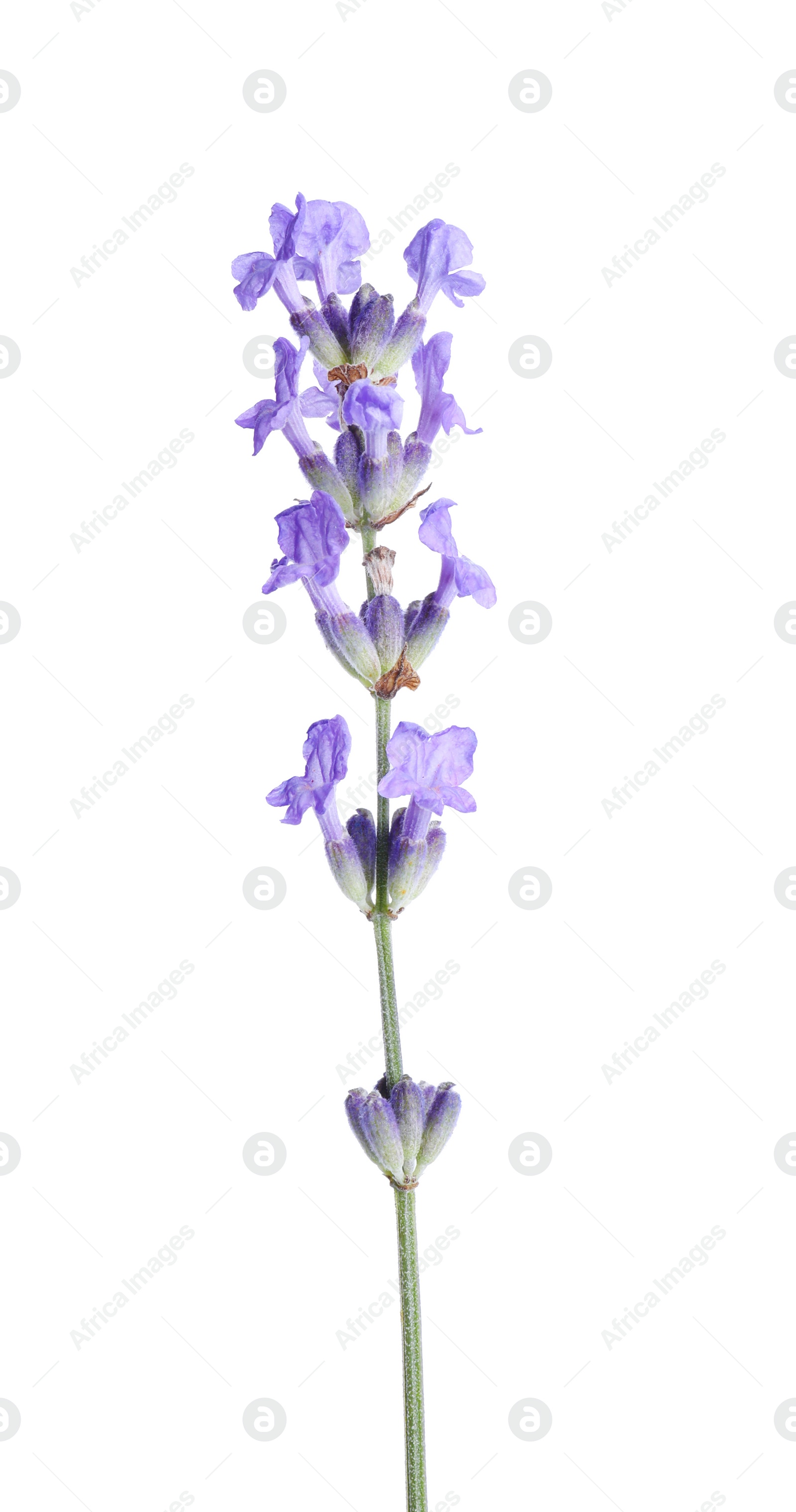 Photo of Beautiful blooming lavender flower isolated on white