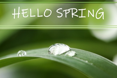 Hello Spring. Water drops on green leaf, closeup