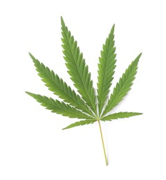 Fresh green hemp leaf on white background, top view