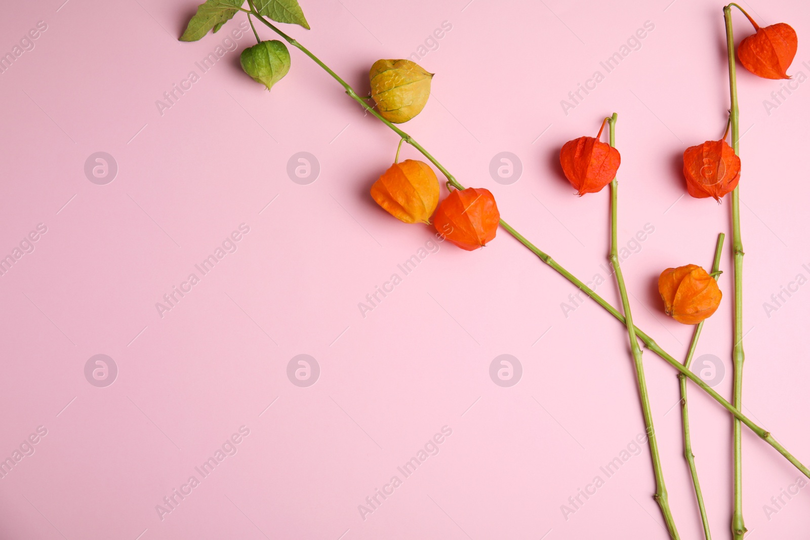 Photo of Physalis branches with colorful sepals on pink background, flat lay. Space for text
