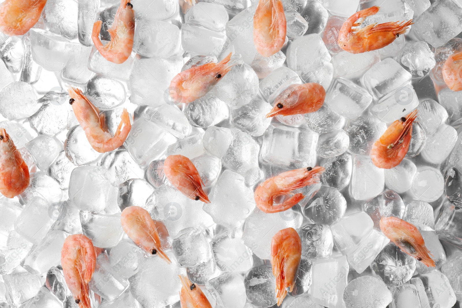 Photo of Flat lay composition with shrimps on ice cubes