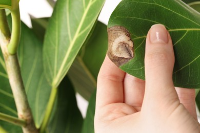 Woman touching houseplant with damaged leaf, closeup