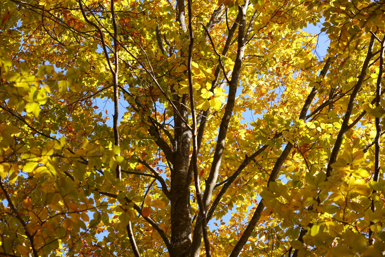 Photo of Beautiful tree with bright autumn leaves outdoors on sunny day