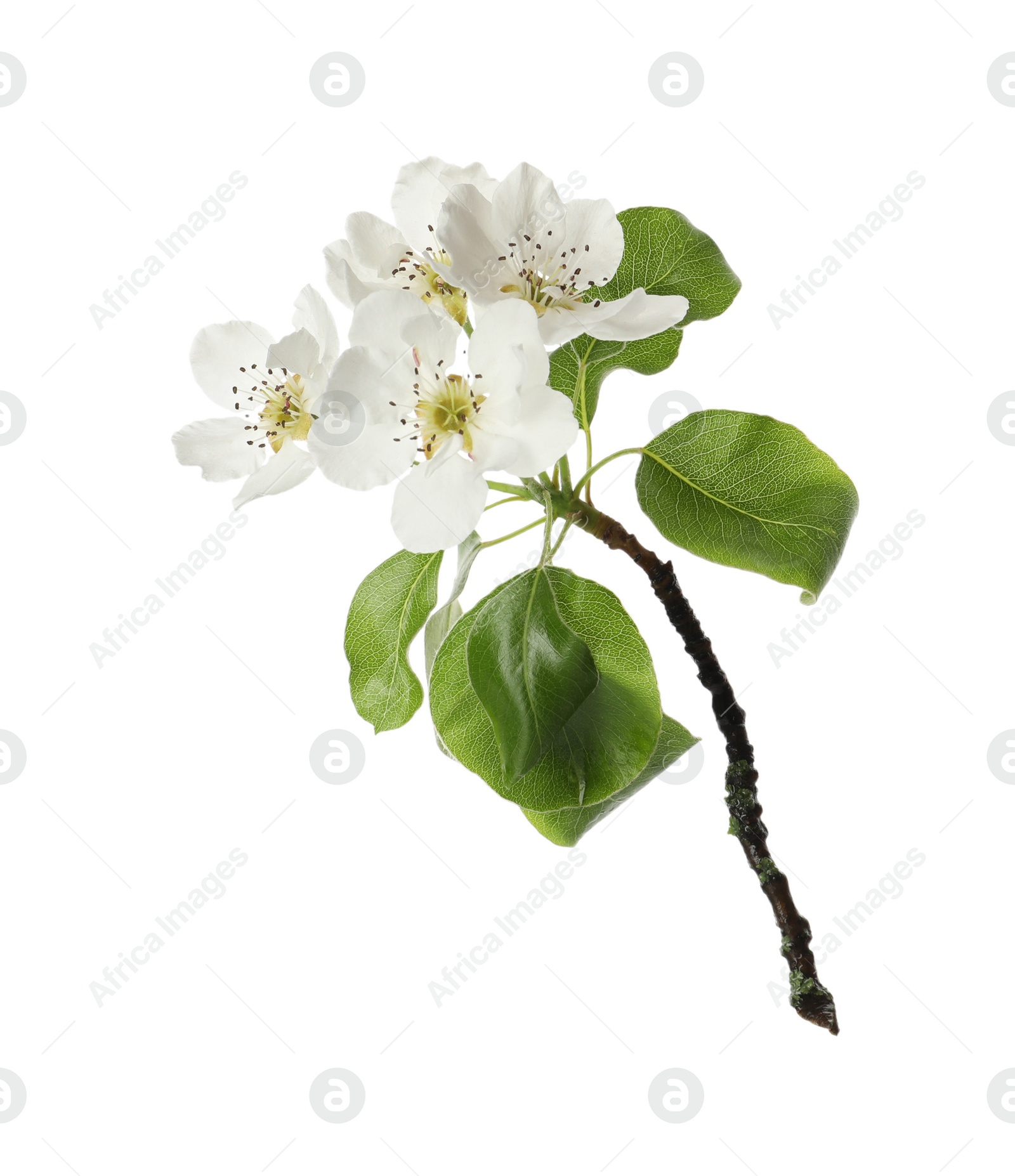 Photo of Beautiful blossoming pear tree branch with flowers on white background