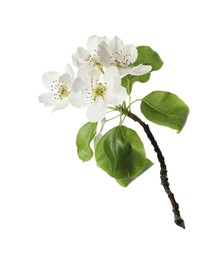 Photo of Beautiful blossoming pear tree branch with flowers on white background