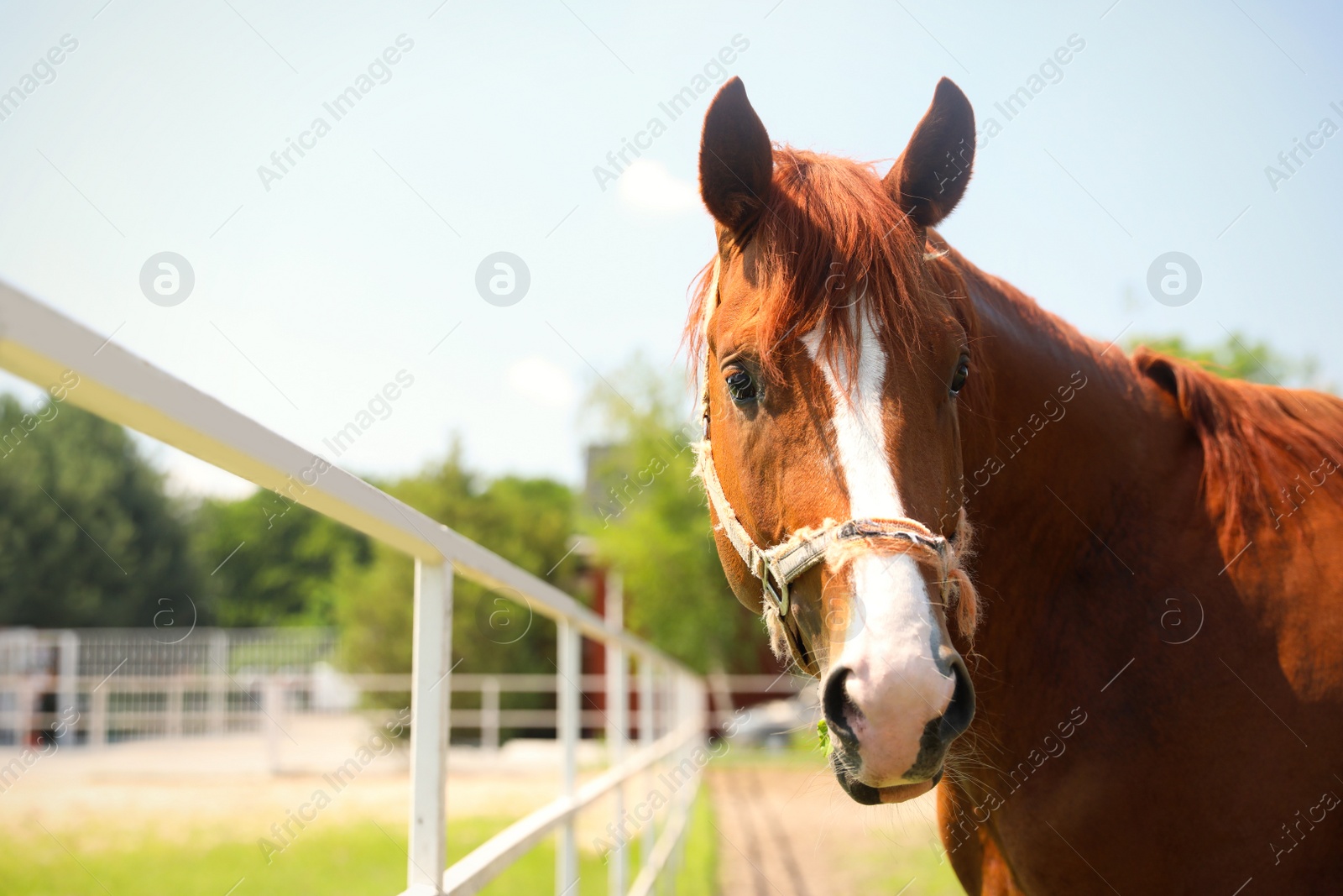 Photo of Chestnut horse in paddock on sunny day. Beautiful pet