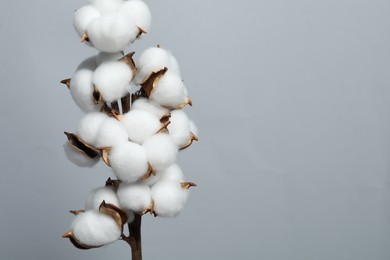 Beautiful cotton branch with fluffy flowers on light grey background, space for text