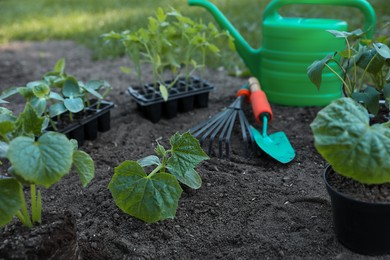 Photo of Young seedlings in ground, watering can, rake and shovel outdoors