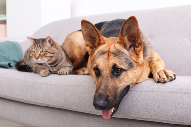 Photo of Adorable cat and dog resting together on sofa indoors. Animal friendship