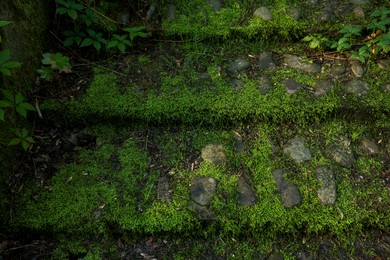 Photo of Stone stairs overgrown with green moss outdoors