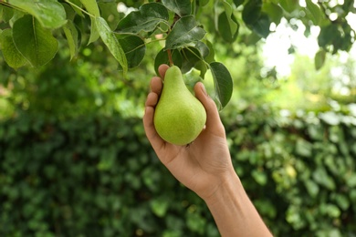 Photo of Woman picking pear from tree in orchard, closeup