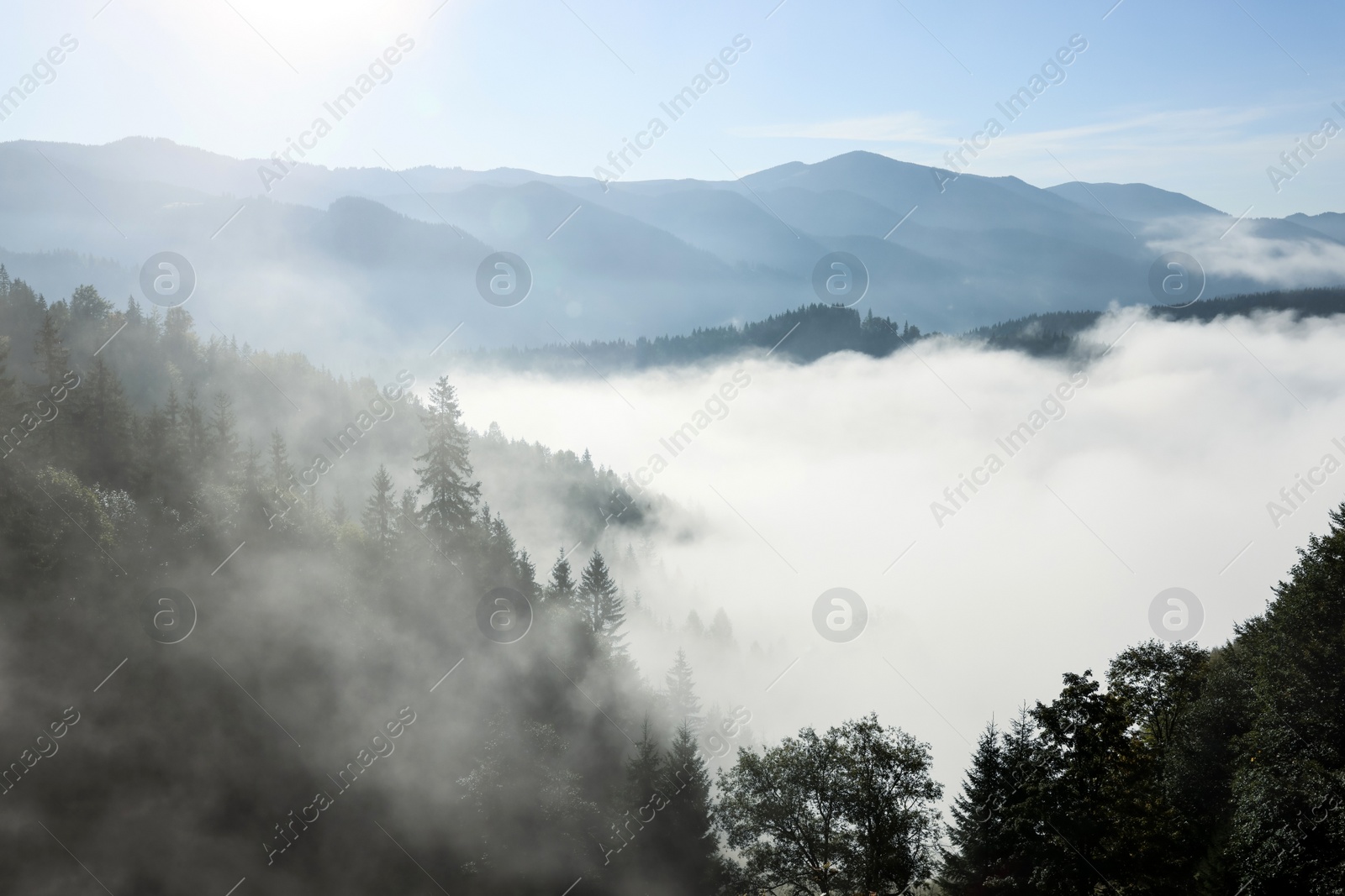 Photo of Picturesque view foggy forest in mountains on morning