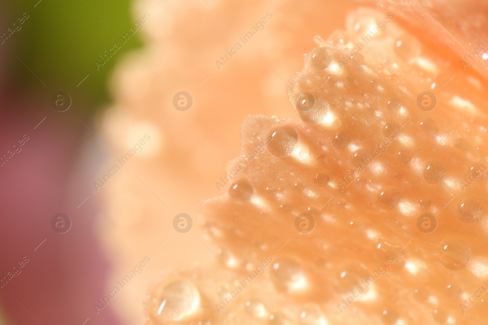 Photo of Beautiful flower with water drops, macro view