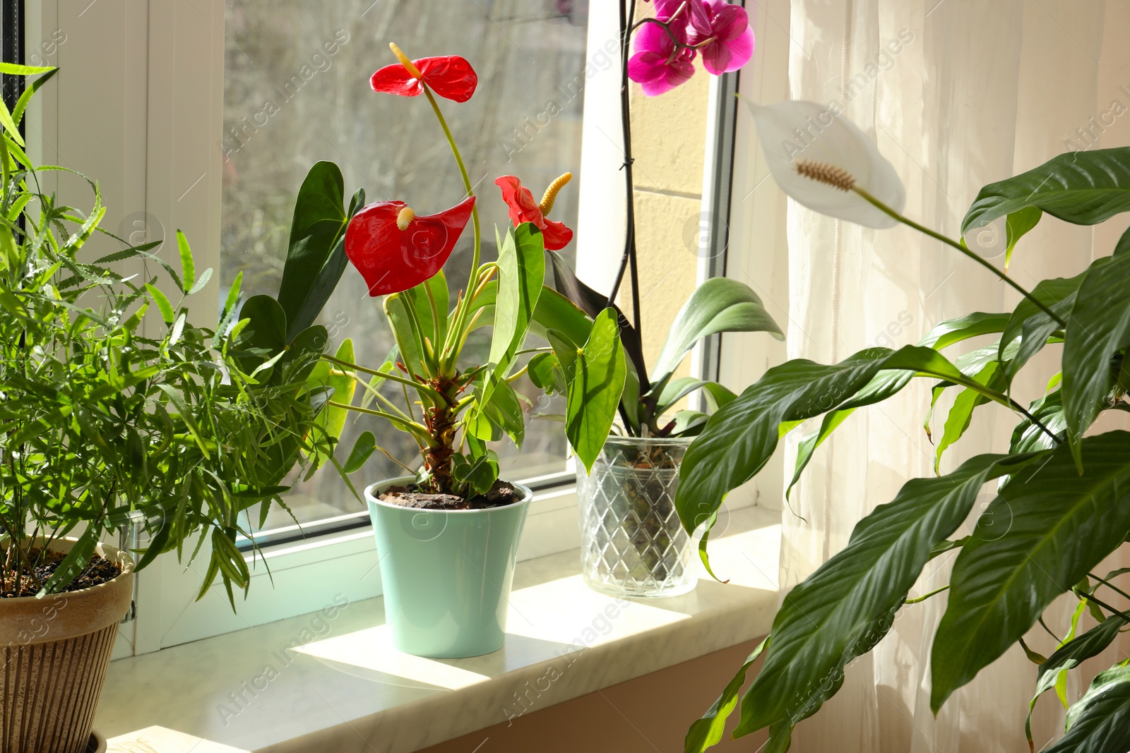 Photo of Beautiful houseplants in pots on windowsill indoors