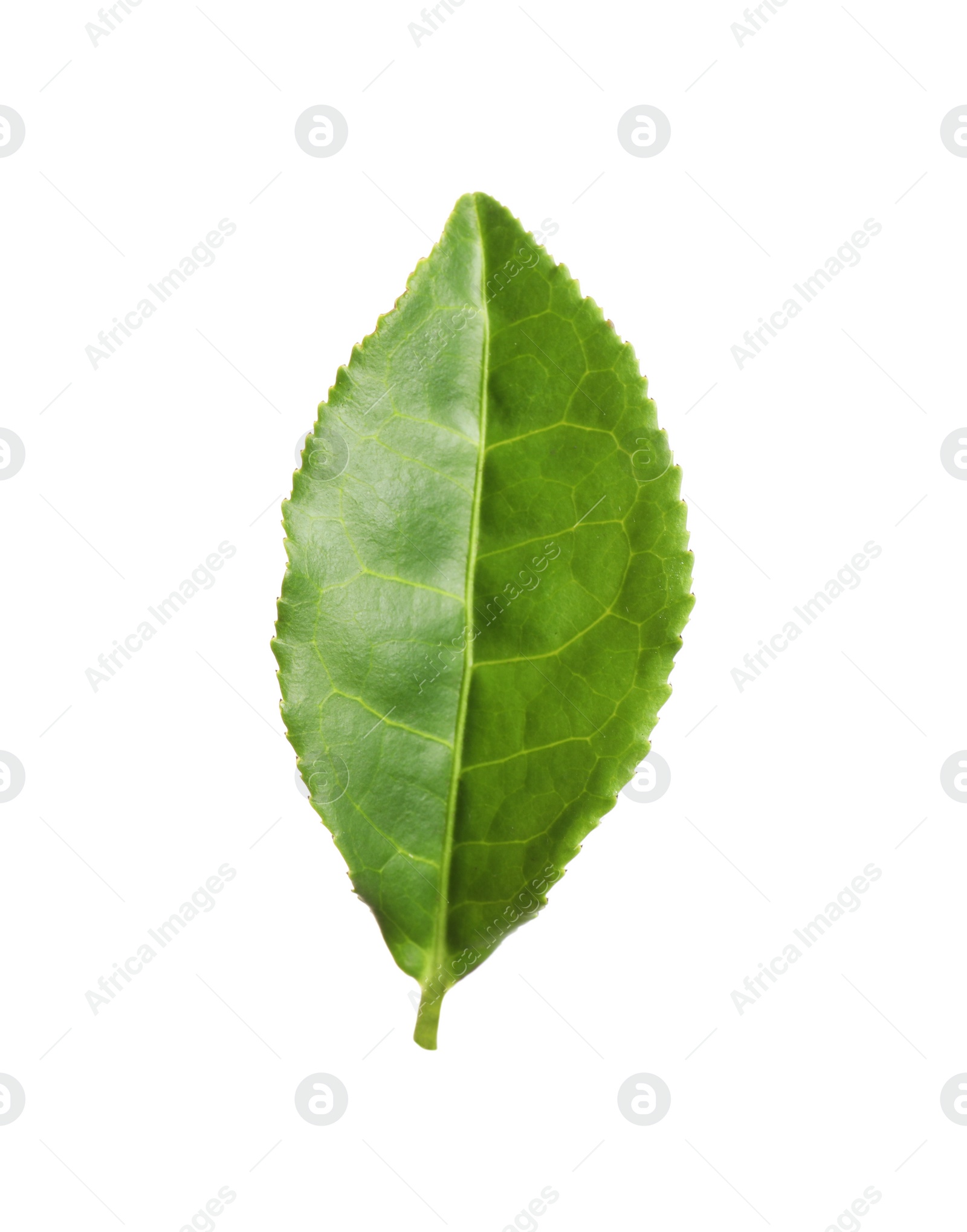 Photo of Fresh green tea leaf isolated on white