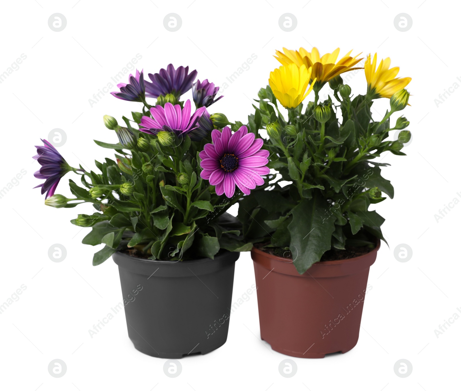 Photo of Different beautiful potted flowers isolated on white