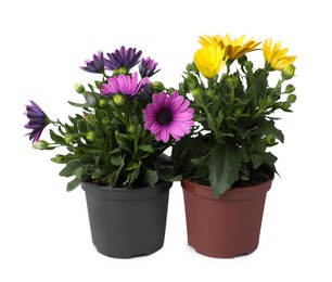 Photo of Different beautiful potted flowers isolated on white