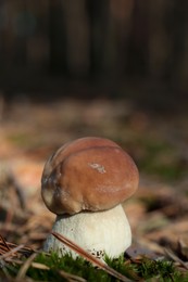 Photo of Porcini mushroom growing in forest, closeup view