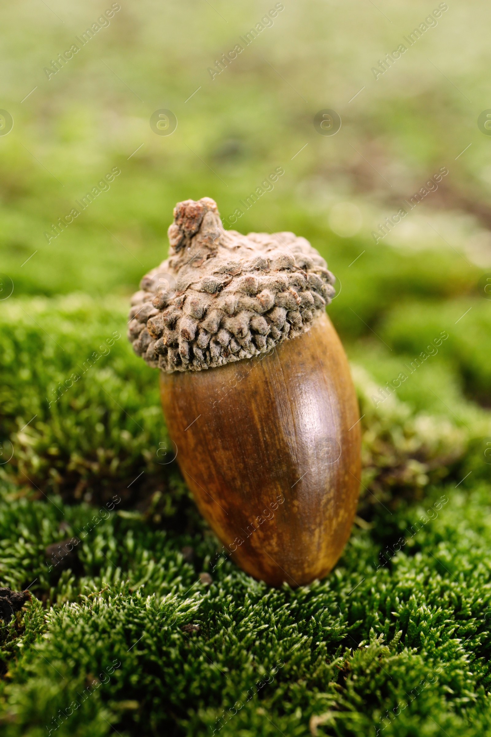 Photo of One acorn on green moss outdoors, closeup