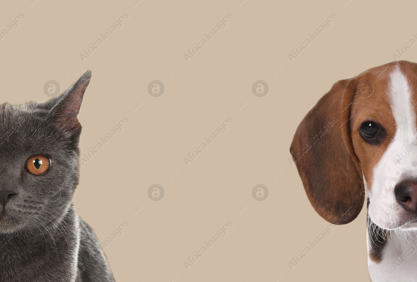 Image of Cute dog and cat on beige background, space for text. Lovely pets