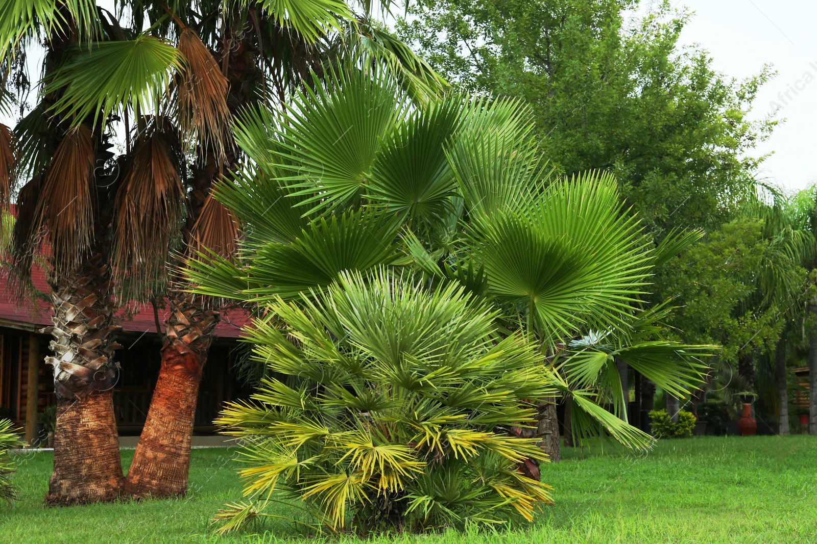 Photo of Beautiful view of palm trees and other plants outdoors