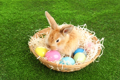 Adorable furry Easter bunny in wicker basket and dyed eggs on green grass