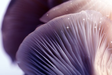 Image of Fresh psilocybin (magic) mushrooms with stars, closeup view. Color toned