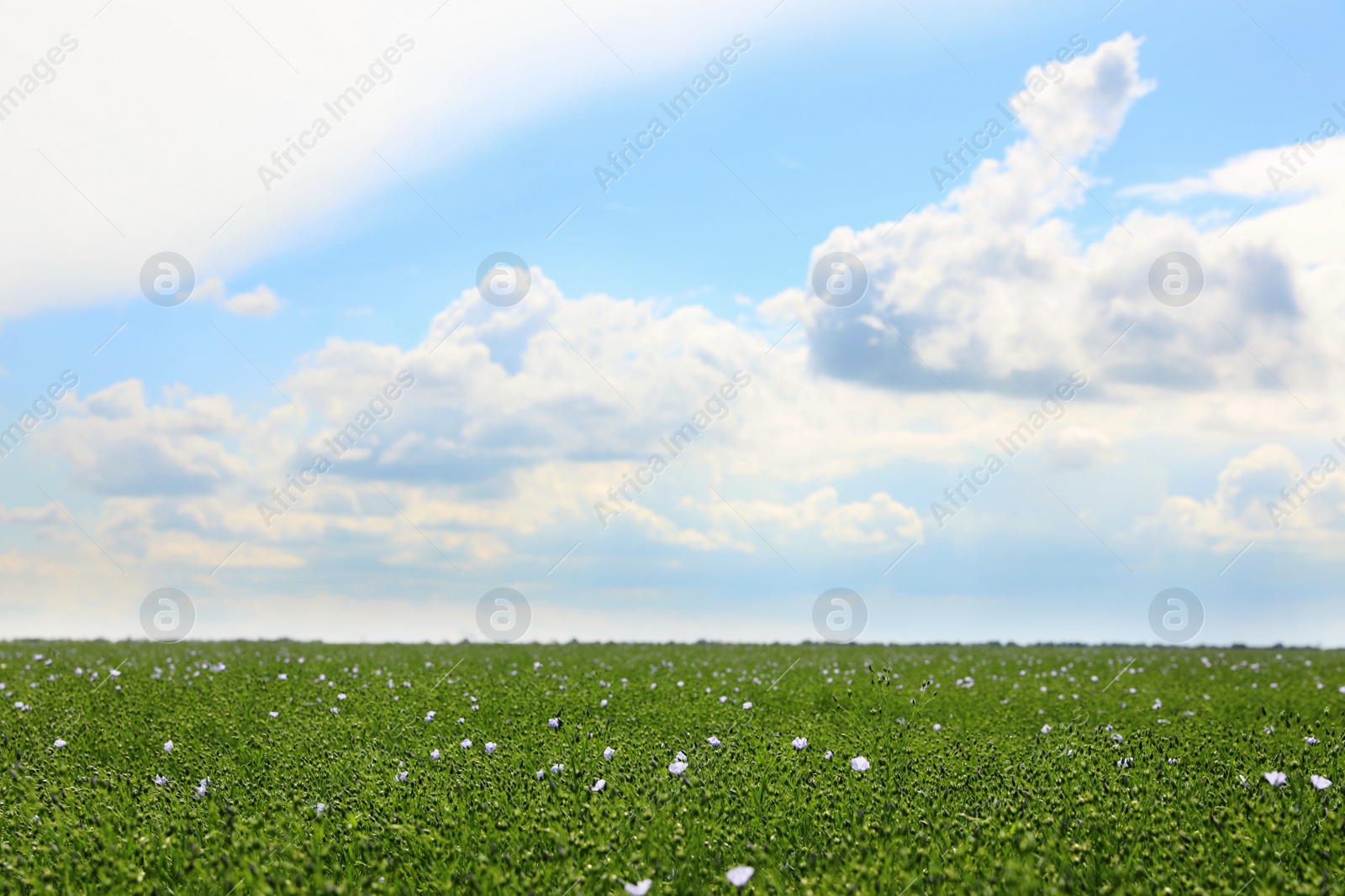 Photo of Agricultural field with blooming flax plants on sunny day
