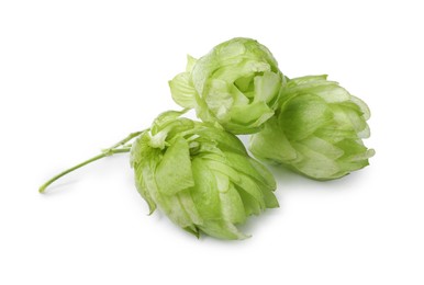 Fresh green hop flowers on white background