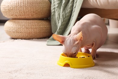 Photo of Cute Sphynx cat eating pet food from feeding bowl at home. Space for text