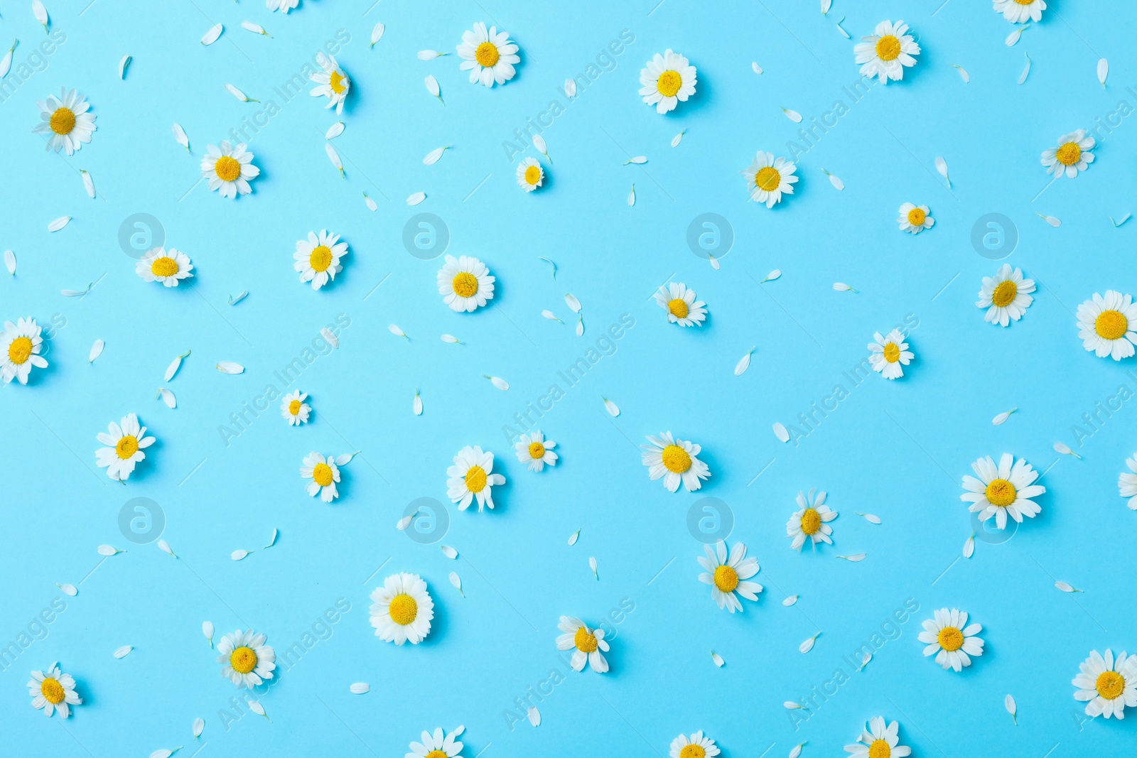 Photo of Flat lay composition with fresh chamomiles on light blue background